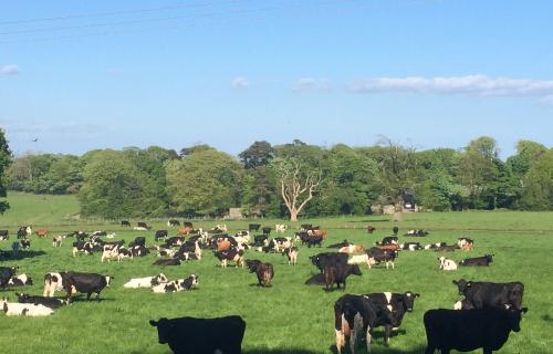The herd at Garlieston Home Farm
